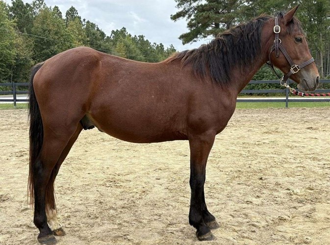 Bay Haflinger Gelding Bay Haflinger Gelding