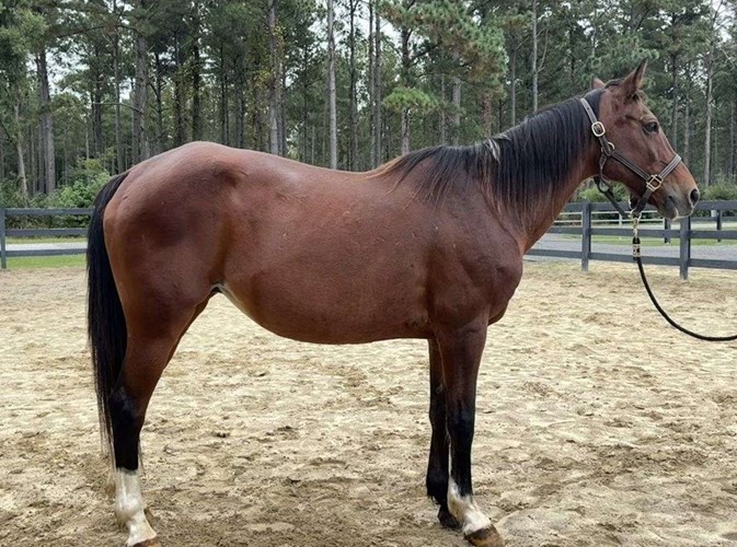 Bay Quarter Horse Mare Bay Quarter Horse Mare
