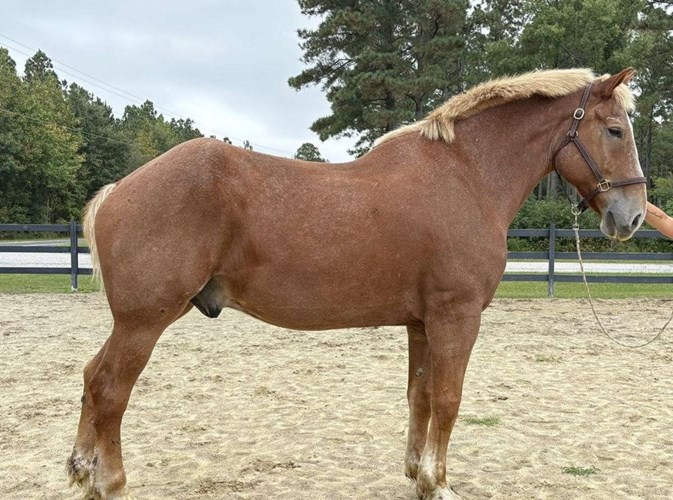 Sorrel Belgian Gelding Sorrel Belgian Gelding
