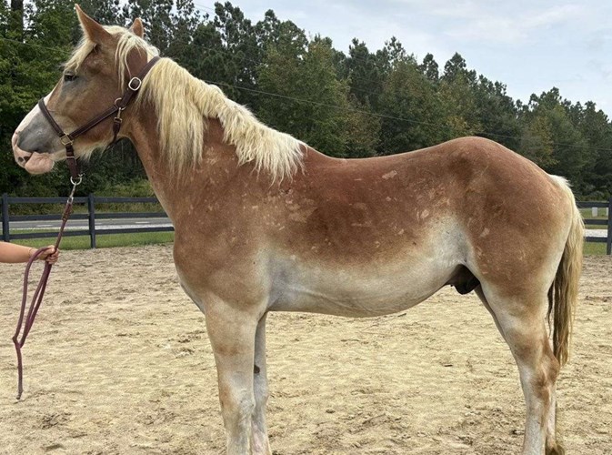 Sorrel Belgian Gelding Sorrel Belgian Gelding