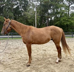Horse For Sale Livestock  , 0 HP Horse For Sale Livestock  , 0 HP