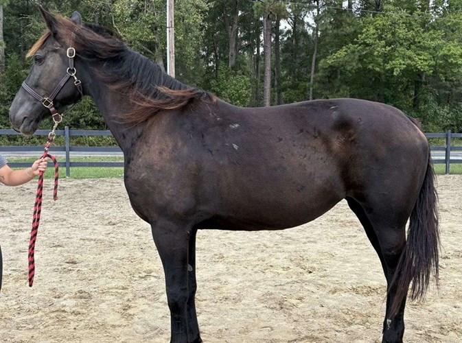 Black Draft Mare Black Draft Mare