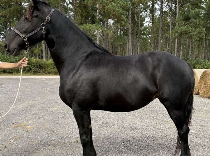 Black Percheron Mare Black Percheron Mare