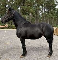 Horse For Sale Livestock  , 0 HP Horse For Sale Livestock  , 0 HP