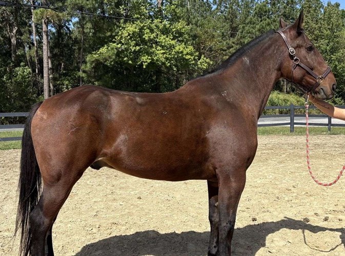 Bay Draft Gelding Bay Draft Gelding