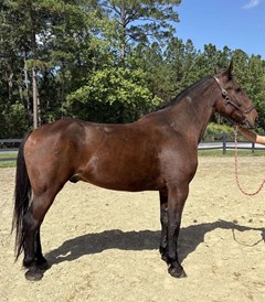 Horse For Sale Livestock  , 0 HP Horse For Sale Livestock  , 0 HP