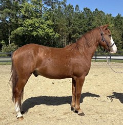 Horse For Sale Livestock  , 0 HP Horse For Sale Livestock  , 0 HP