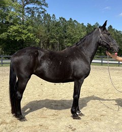 Horse For Sale Livestock  , 0 HP Horse For Sale Livestock  , 0 HP