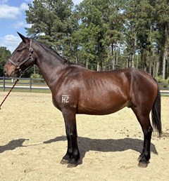 Horse For Sale Livestock  , 0 HP Horse For Sale Livestock  , 0 HP