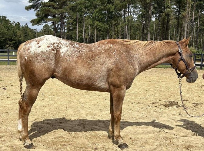 Brown Appaloosa Gelding Brown Appaloosa Gelding