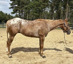 Horse For Sale Livestock  , 0 HP Horse For Sale Livestock  , 0 HP
