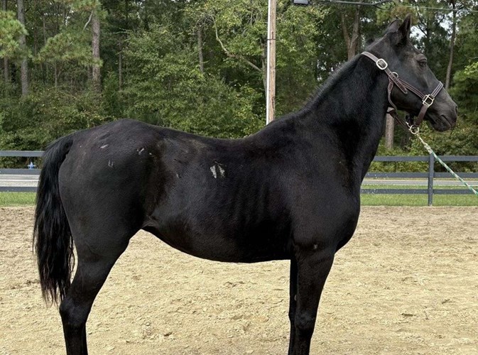 Black Morgan Mare Black Morgan Mare