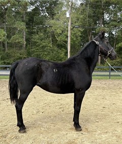 Horse For Sale Livestock  , 0 HP Horse For Sale Livestock  , 0 HP