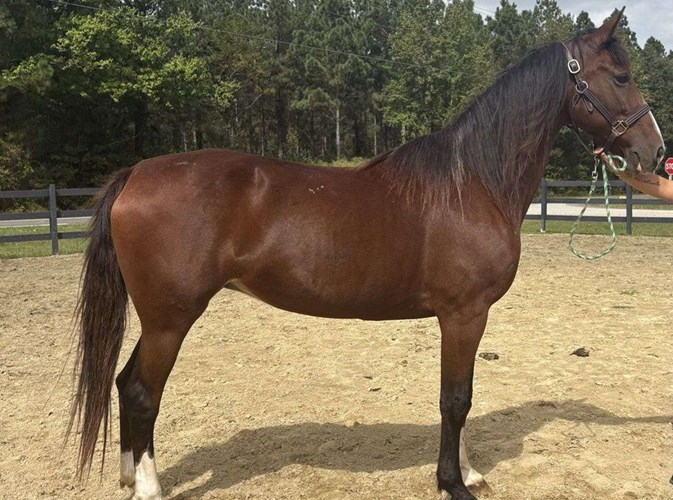 Bay Dutch Warmblood Gelding Bay Dutch Warmblood Gelding