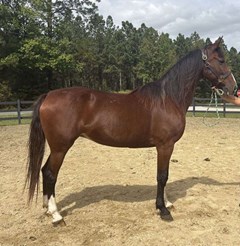 Horse For Sale Livestock  , 0 HP Horse For Sale Livestock  , 0 HP