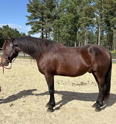Horse For Sale Livestock  , 0 HP Horse For Sale Livestock  , 0 HP