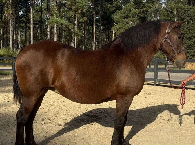 Bay Draft Mare Bay Draft Mare