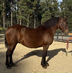 Horse For Sale Livestock  , 0 HP Horse For Sale Livestock  , 0 HP