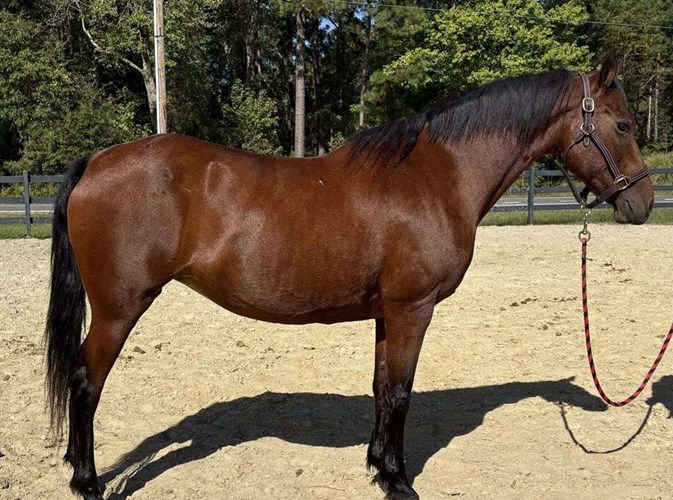 Bay Morgan Mare Bay Morgan Mare