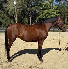 Horse For Sale Livestock  , 0 HP Horse For Sale Livestock  , 0 HP