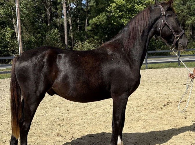 Black Dutch Warmblood Gelding Black Dutch Warmblood Gelding