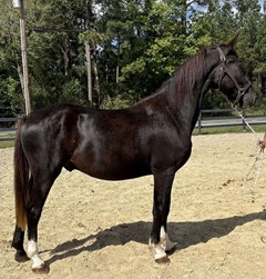 Horse For Sale Livestock  , 0 HP Horse For Sale Livestock  , 0 HP