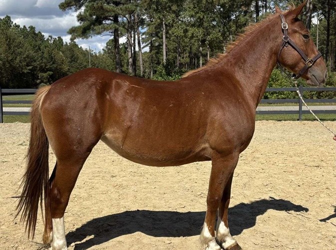 Sorrel Draft Mare Sorrel Draft Mare