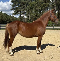 Horse For Sale Livestock  , 0 HP Horse For Sale Livestock  , 0 HP