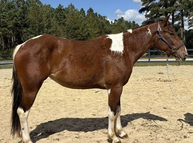 Pinto Paint Mare Pinto Paint Mare