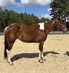 Horse For Sale Livestock  , 0 HP Horse For Sale Livestock  , 0 HP