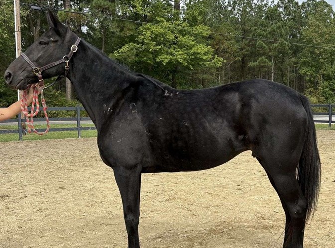 Black Quarter Horse Mare Black Quarter Horse Mare