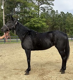 Horse For Sale Livestock  , 0 HP Horse For Sale Livestock  , 0 HP
