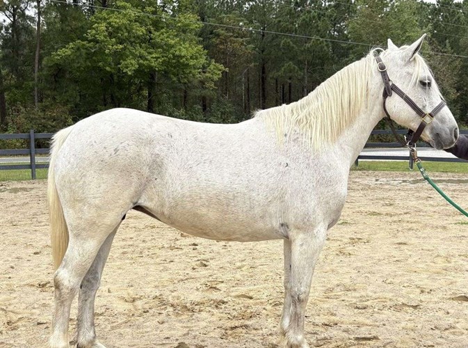 Grey Quarter Pony Mare Grey Quarter Pony Mare