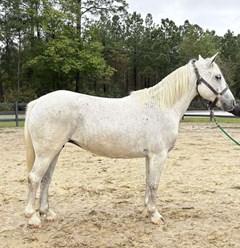Horse For Sale Livestock  , 0 HP Horse For Sale Livestock  , 0 HP