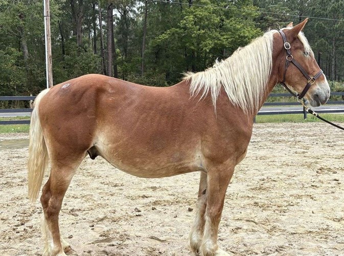 Sorrel Belgian Gelding Sorrel Belgian Gelding