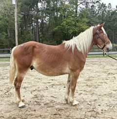 Horse For Sale Livestock  , 0 HP Horse For Sale Livestock  , 0 HP