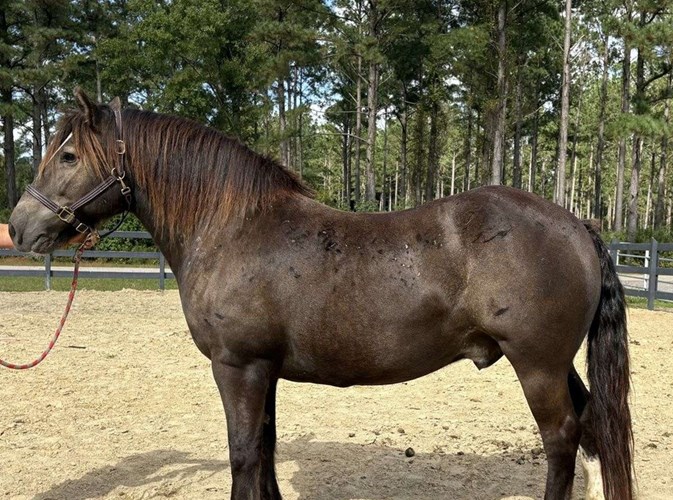Black Gypsy Vanner Gelding Black Gypsy Vanner Gelding