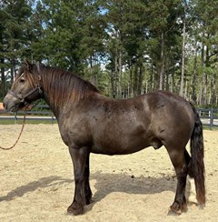 Horse For Sale Livestock  , 0 HP Horse For Sale Livestock  , 0 HP