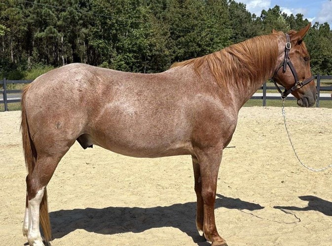 Red Roan Quarter Horse Gelding Red Roan Quarter Horse Gelding