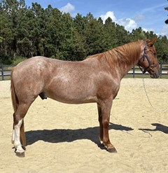 Horse For Sale Livestock  , 0 HP Horse For Sale Livestock  , 0 HP