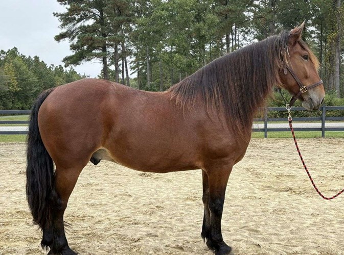 Bay Draft Gelding Bay Draft Gelding