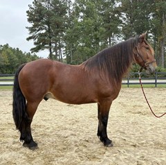 Horse For Sale Livestock  , 0 HP Horse For Sale Livestock  , 0 HP