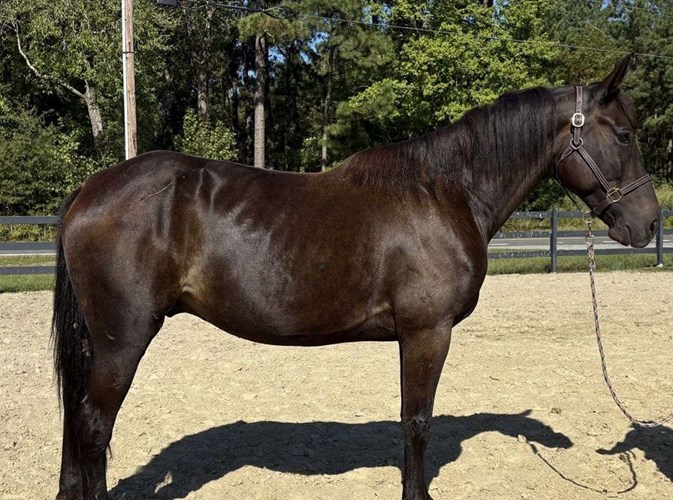 Black Draft Gelding Black Draft Gelding