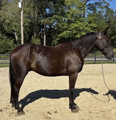Horse For Sale Livestock  , 0 HP Horse For Sale Livestock  , 0 HP