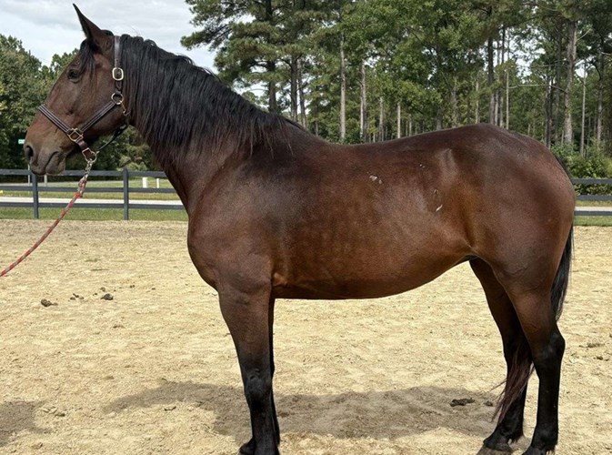 Bay Draft Mare Bay Draft Mare