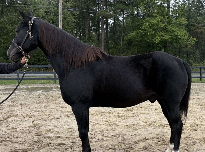 Black Quarter Horse Gelding Black Quarter Horse Gelding