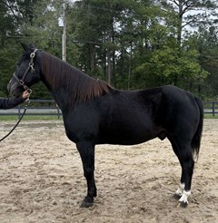 Horse For Sale Livestock  , 0 HP Horse For Sale Livestock  , 0 HP