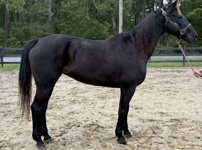 Black Quarter Horse Mare Black Quarter Horse Mare