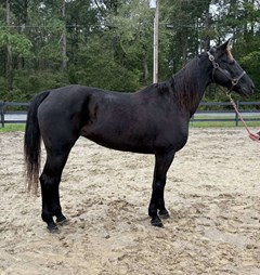 Horse For Sale Livestock  , 0 HP Horse For Sale Livestock  , 0 HP