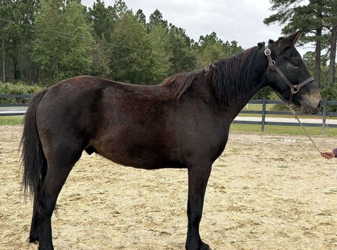 Black Draft Gelding Black Draft Gelding